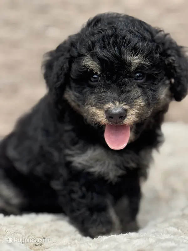 Anna tiny Chowdoodle, a female Chow Chow and Poodle - Toy  for sale in Tampa, FL – 1 of 2
