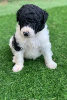 Medium size. Parents health tested., a male Bernedoodle for sale in Tampa, FL – 6 of 10