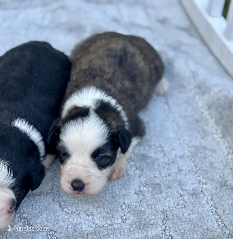 Willie – Miniature Aussiedoodle puppy for sale in Ruskin, FL
