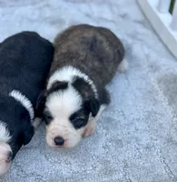 Willie, a female Miniature Aussiedoodle for sale in Ruskin, FL – 1 of 5