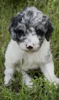 Sapphire. “ regular size” Blue Merle, a female Cockapoo for sale in Ruskin, FL – 3 of 10