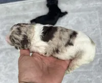 Truffle. “ regular size” chocolate Merle, a male Cockapoo for sale in Tampa, FL – 9 of 10