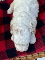 Milo, a male Cockapoo for sale in Ruskin, FL – 3 of 8