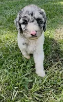 Bluebell., a female Cockapoo for sale in Ruskin, FL – 6 of 10