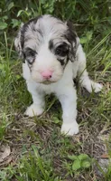 Truffle. “ regular size” chocolate Merle, a male Cockapoo for sale in Ruskin, FL – 2 of 10