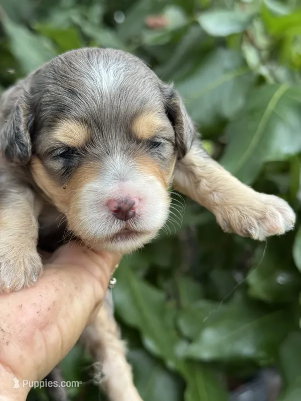 Emerald  F1b – Miniature Aussiedoodle puppy for sale in Tampa, FL