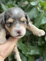 Emerald  F1b, a female Miniature Aussiedoodle for sale in Sun City Center, FL – 5 of 8
