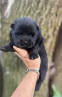 Bao, a male Chow Chow for sale in Ruskin, FL – 4 of 8