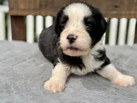 Tania Blue eyes, a female Miniature Aussiedoodle for sale in Ruskin, FL – 6 of 10