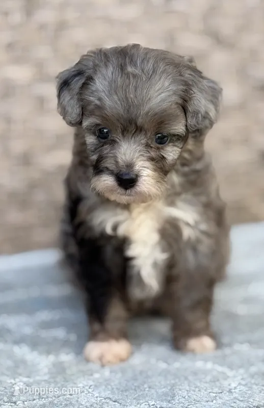 Misty – Miniature Aussiedoodle puppy for sale in Tampa, FL