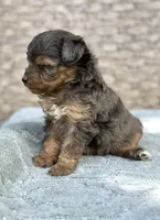 Winnie, a female Miniature Aussiedoodle for sale in Tampa, FL – 7 of 7
