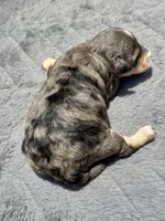 Emerald  F1b, a female Miniature Aussiedoodle for sale in Tampa, FL – 5 of 8