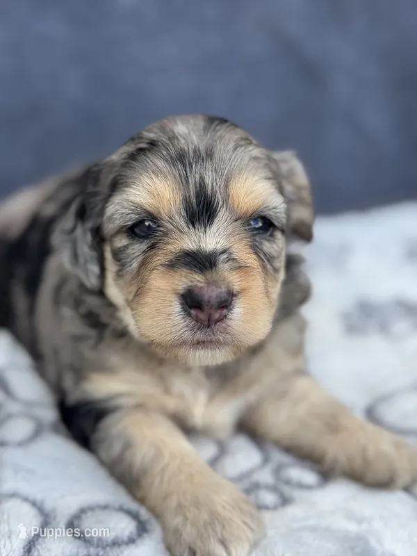 Ruby F1b – Miniature Aussiedoodle puppy for sale in Tampa, FL