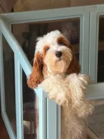Yellow, a female Cockapoo for sale in Tampa, FL – 4 of 4