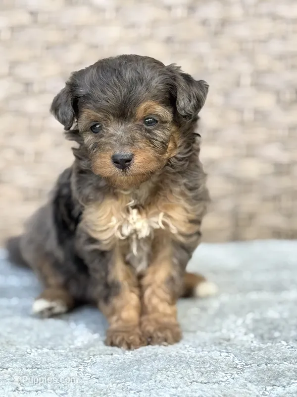 Winnie – Miniature Aussiedoodle puppy for sale in Tampa, FL
