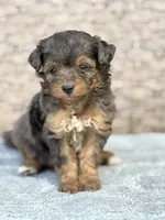 Winnie, a female Miniature Aussiedoodle for sale in Tampa, FL – 5 of 7