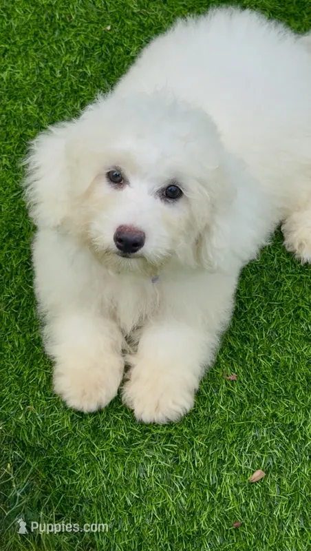 Leo petite Chowdoodle – Chow Chow, Poodle - Toy  puppy for sale in Tampa, FL