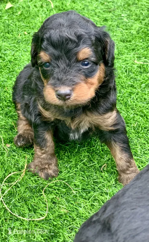 Maple – Miniature Aussiedoodle puppy for sale in Tampa, FL