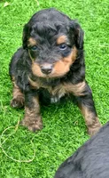 Maple.  Parents health tested , a female Miniature Aussiedoodle for sale in Tampa, FL – 2 of 10