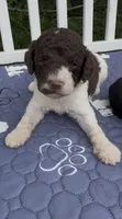 Brownie  “ regular size “, a male Cockapoo for sale in Ruskin, FL – 6 of 9
