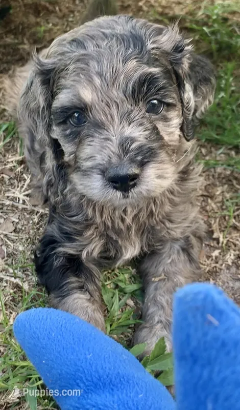 Purple – Cockapoo puppy for sale in Tampa, FL