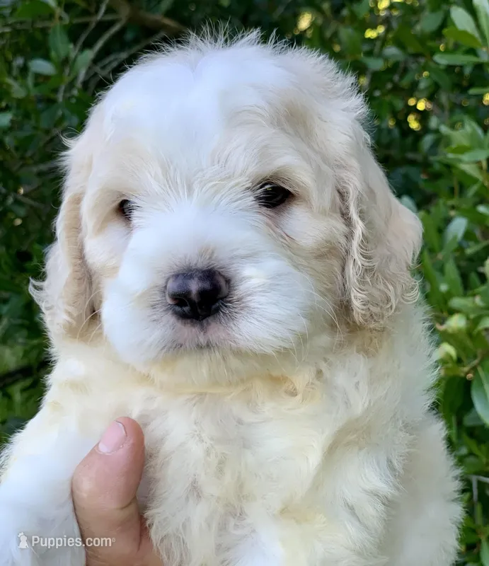 Standard Cockapoo  – Cockapoo puppy for sale in Tampa, FL