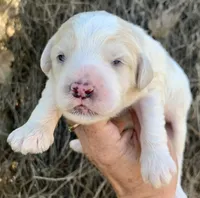 Standard Cockapoo , a male Cockapoo for sale in Tampa, FL – Photo 6 of 8