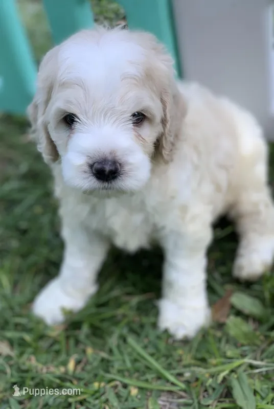 Standard Cockapoo  – Cockapoo puppy for sale in Tampa, FL