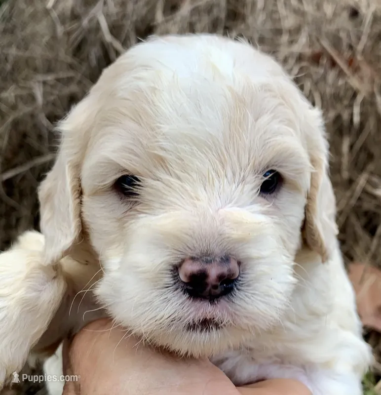 Standard Cockapoo  – Cockapoo puppy for sale in Tampa, FL