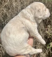 Standard Cockapoo , a male Cockapoo for sale in Tampa, FL – Photo 5 of 8