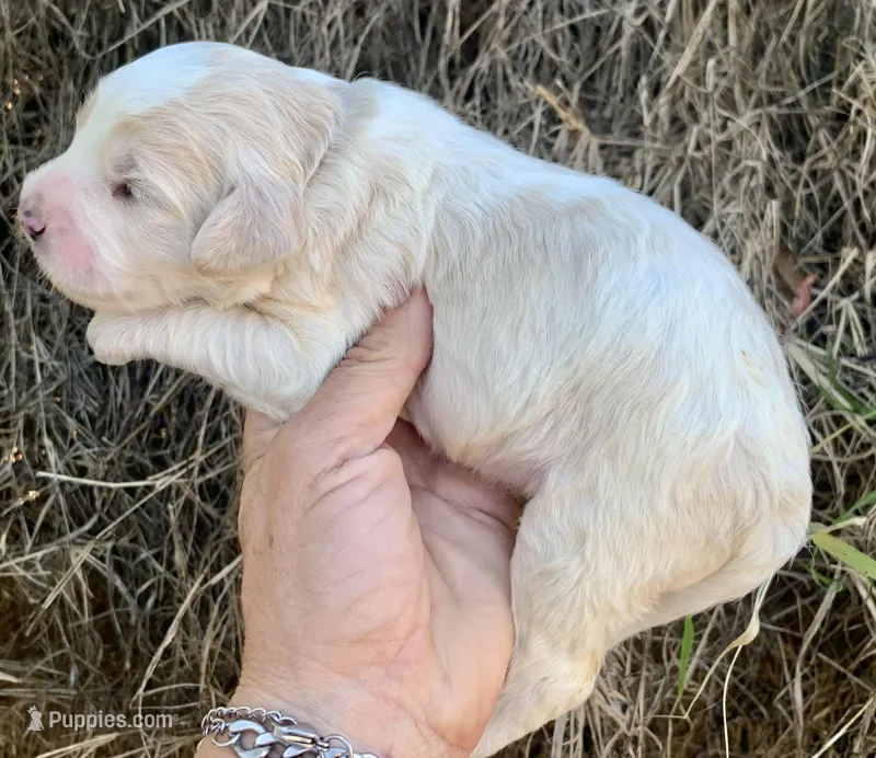 Standard Cockapoo  – Cockapoo puppy for sale in Tampa, FL