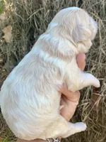 Standard Cockapoo , a male Cockapoo for sale in Tampa, FL – Photo 8 of 8