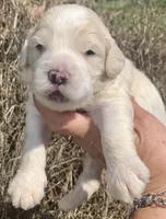 Standard Cockapoo , a male Cockapoo for sale in Tampa, FL – Photo 1 of 8
