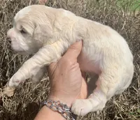 Standard Cockapoo , a male Cockapoo for sale in Tampa, FL – Photo 3 of 8