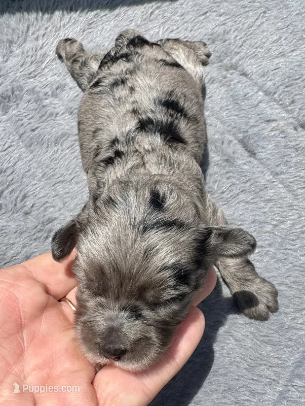 Topaz F1b  – Miniature Aussiedoodle puppy for sale in Tampa, FL