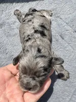 Topaz F1b , a female Miniature Aussiedoodle for sale in Tampa, FL – 1 of 6