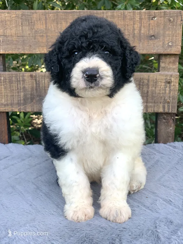 Medium size. Parents health tested. – Bernedoodle puppy for sale in Tampa, FL