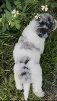 Sapphire , a female Cockapoo for sale in Ruskin, FL – 6 of 10
