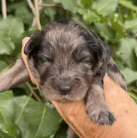 Camo  mini Chowdoodle from DoDo parents , a male Chow Chow and Poodle - Miniature  for sale in Tampa, FL – 6 of 8