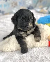 Marble, a male Chow Chow for sale in Tampa, FL – 2 of 4