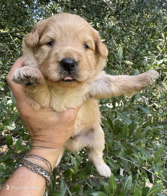 Scout, mini Chowdoodle from DoDo parents – Chow Chow, Poodle - Miniature  puppy for sale in Tampa, FL