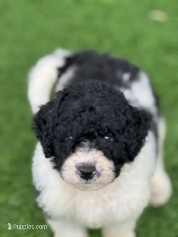 Medium size. Health tested parents – Miniature Bernedoodle puppy for sale in Tampa, FL