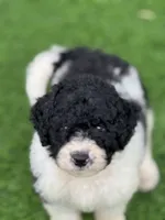 Medium size. Health tested parents, a male Miniature Bernedoodle for sale in Tampa, FL – 2 of 5