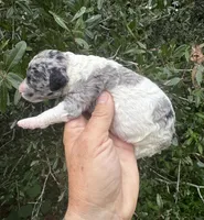 Sapphire. “ regular size” Blue Merle, a female Cockapoo for sale in Tampa, FL – 7 of 10
