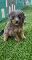 Jane, a female Miniature Aussiedoodle for sale in Tampa, FL – 3 of 10