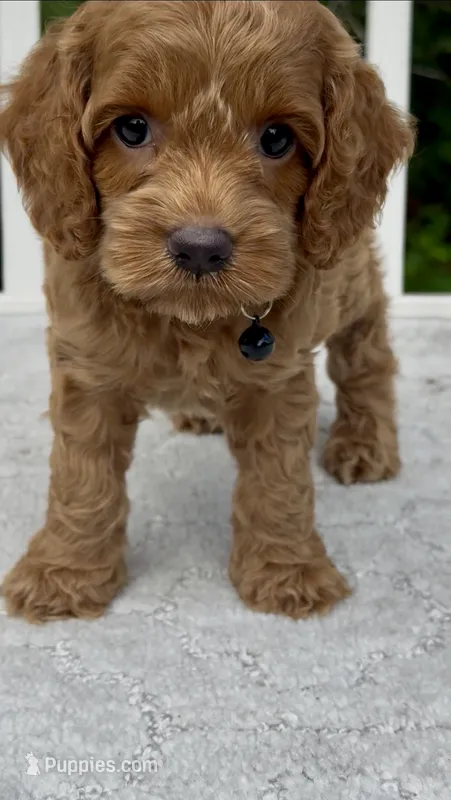 Black F1 PENDING  – Cockapoo puppy for sale in Sun City Center, FL
