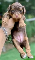 Mocha.  Parents health tested, a female Miniature Aussiedoodle for sale in Tampa, FL – 3 of 10