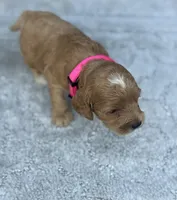 Pink F1, a female Cockapoo for sale in Sun City Center, FL – 6 of 10