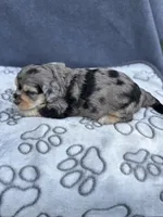 Ruby F1b, a female Miniature Aussiedoodle for sale in Sun City Center, FL – 8 of 10