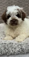 Hershey, a female Chow Chow and Poodle - Miniature  for sale in Tampa, FL – 1 of 10